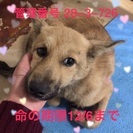 まだ子犬です