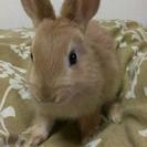 茶色のミニウサギの赤ちゃんです。 − 長野県