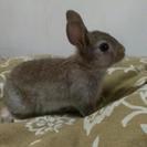 急募、ミニウサギの赤ちゃん！ − 長野県