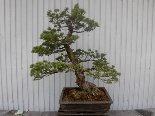 唐松園　太幹　吾妻五葉松　引き渡し