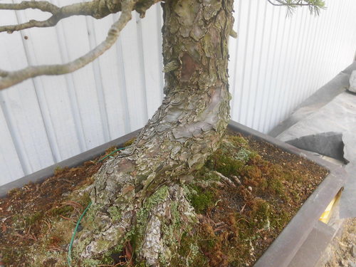 唐松園 太幹 吾妻五葉松 引き渡し - その他 