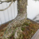 唐松園　太幹　吾妻五葉松　引き渡し