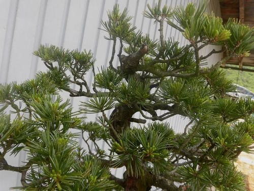 唐松園 太幹 吾妻五葉松 引き渡し - その他 