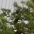 唐松園　太幹　吾妻五葉松　引き渡し