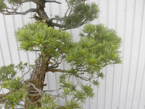 唐松園 太幹 吾妻五葉松 引き渡し - その他 