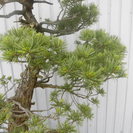 唐松園　太幹　吾妻五葉松　引き渡し