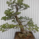 唐松園　太幹　吾妻五葉松　引き渡し