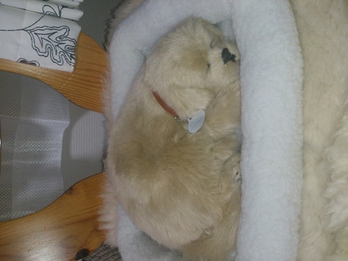 ほんとにネンネしてるようにお腹が動きます！！】犬・ゴールデン