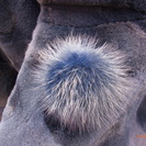 5000円引き! 最上級のシェアードミンクのコート。珍しい綺麗な青色