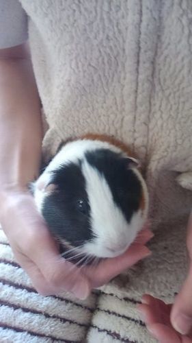 モルモットの里親探しています どちらも里親様見つかりました かなけん 生駒のその他の里親募集 ジモティー