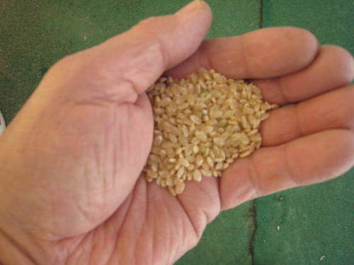 平成２８年度収穫　三重県産コシヒカリ　30ｋｇ