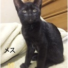 子猫1匹里親募集★黒猫ちゃん★約4ヶ月