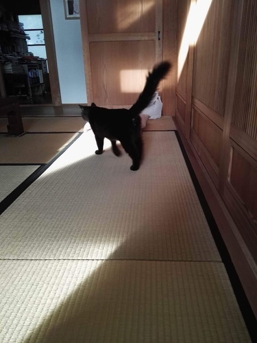 長いふさふさしっぽが自慢の黒猫クロちゃん ちょこママ 谷塚の猫の里親募集 ジモティー