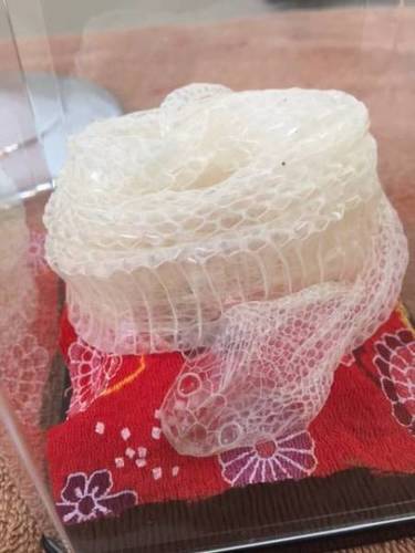 完体 白蛇の抜け殻４5cm超 へび縁起物 金運運気アップ Brand群馬 伊勢崎のその他の中古あげます 譲ります ジモティーで不用品の処分