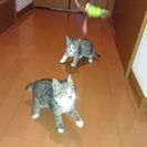 子猫グレー兄弟２匹❤生後二ヶ月