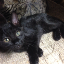 2カ月の黒猫ちゃんです❤️2匹です！