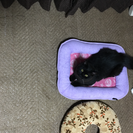 1歳の黒猫 - 猫