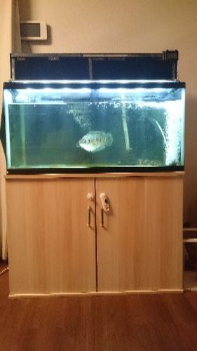 熱帯魚 フラワートーマン エンドリケリー