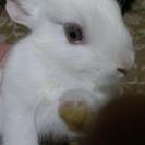 ウサギの赤ちゃん！の画像