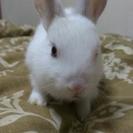 ウサギの赤ちゃん！ − 長野県