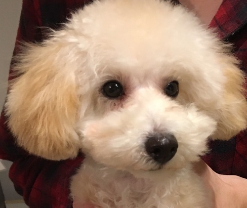 ６ヶ月トイプードル子犬 ジャンくん 文京の犬の里親募集 ジモティー
