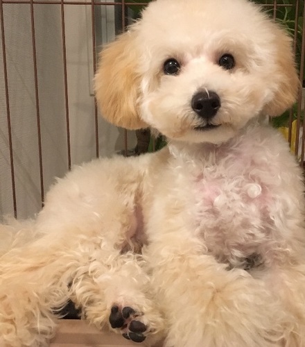 ６ヶ月トイプードル子犬 ジャンくん 文京の犬の里親募集 ジモティー