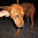 大阪府の犬の里親募集 ジモティー 大阪府の犬の里親募集 ジモティー