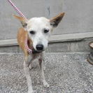 大阪府の犬の里親募集 ジモティー
