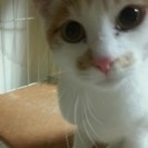 猫オス、4月生まれ、名前は空君。白い体に薄茶色におしゃれな模様。...