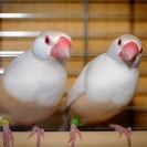 クリーム文鳥の雛