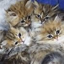ペルシャチンチラの仔猫５匹☆１０月５日生まれ - 丹生郡