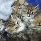 ペルシャチンチラの仔猫５匹☆１０月５日生まれ - 猫
