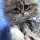 ペルシャチンチラの仔猫５匹☆１０月５日生まれ − 福井県