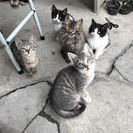 5匹の子猫