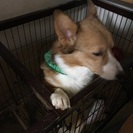 可愛いがって育ててくださる方を探しています。 - 犬