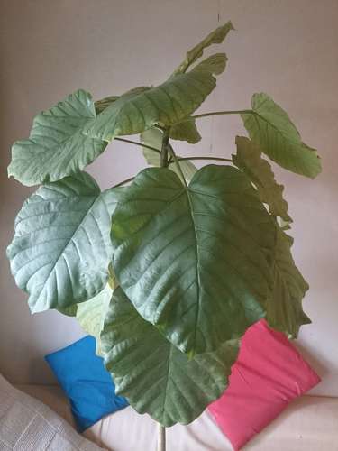 観葉植物ウンベラータ風水インテリアグリーン キラキラの王子 北赤羽のその他の中古あげます 譲ります ジモティーで不用品の処分