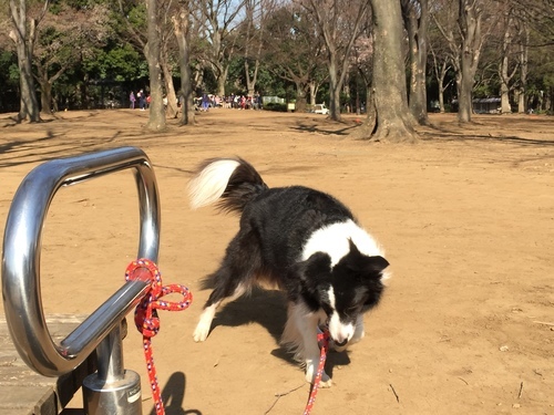 どうもありがとうございました 人懐っこいボーダーコリーです ボールやフリスビーを取ることが出来ます 友達のように飼ってくださる方に差し上げ Yume 世田谷の犬の里親募集 ジモティー