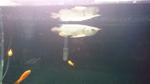 高背金龍