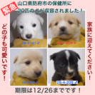 防府市の保健所に20匹の犬が収容されました！