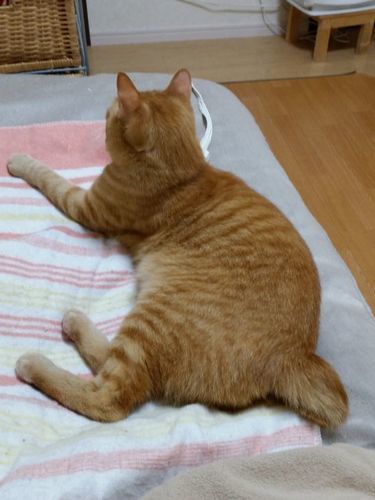 譲渡決定しました 推定４歳の甘えん坊チャトラ猫 オス 里親募集中 ねこわん 伊予の猫の里親募集 ジモティー