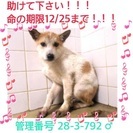 まだ子犬です おびえています 助けてください。