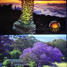 富士山同等標高に咲くハワイのシルバースウォードと紫樹ジャカランダ写真