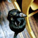 黒猫　4ヶ月