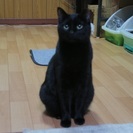 美人の黒猫ちゃん - 羽村市