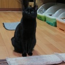 美人の黒猫ちゃん - 猫