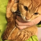 元気で人懐っこい茶トラの男の子 - 猫