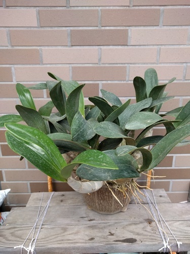 ラン：タイミンセッコク（Den.speciosum)の開花大株です