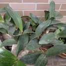 ラン：タイミンセッコク（Den.speciosum)の開花大株です