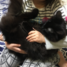 1歳の黒猫 − 広島県