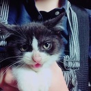 九月生まれの子猫、男の子です − 岩手県